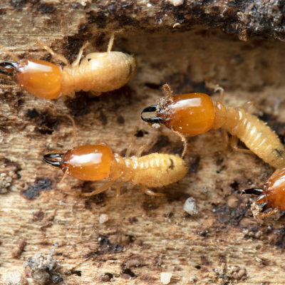 Termite Control